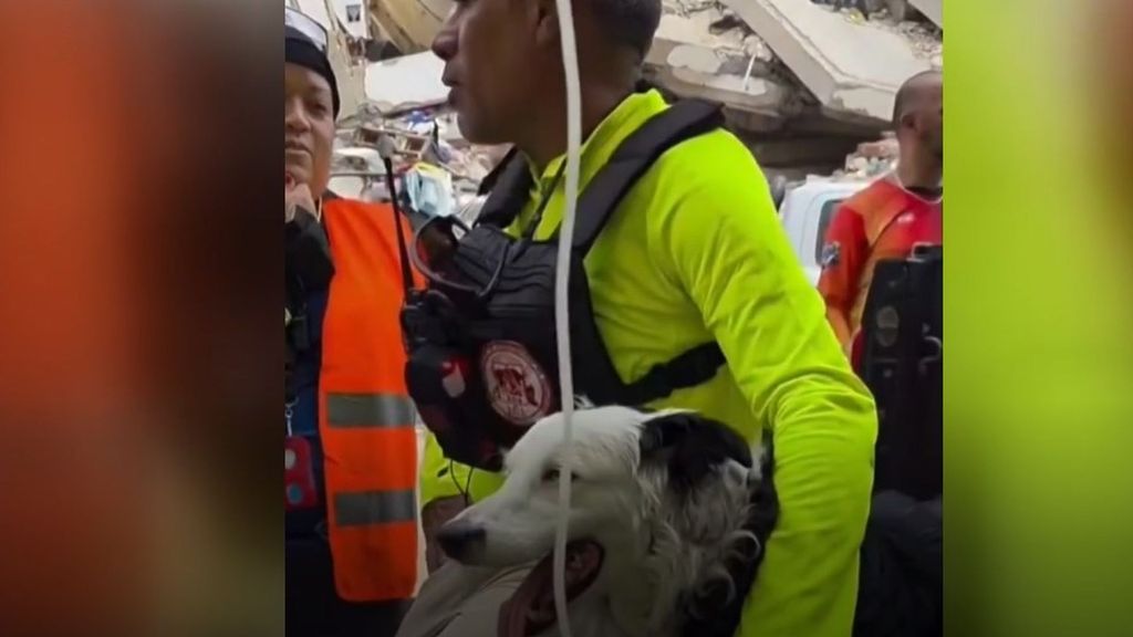 Tsunami, de perro abandonado a rescatador: "Marcan si encuentran a una persona viva, si dos coinciden, se confirma"