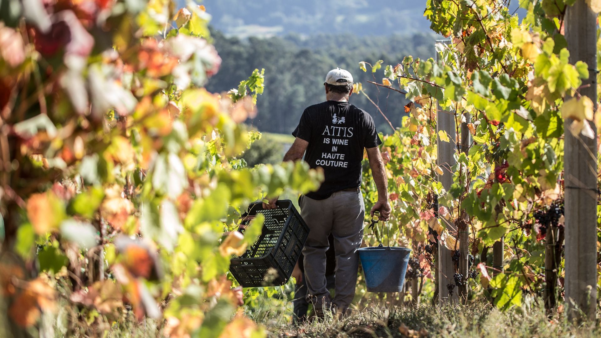 Los viñedos de la bodega ATTIS