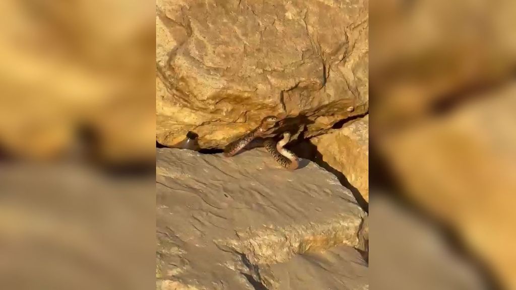 Dos serpientes sorprenden a los bañistas de una playa en El Puerto, Cádiz: "Tengan cuidado con sus niños"