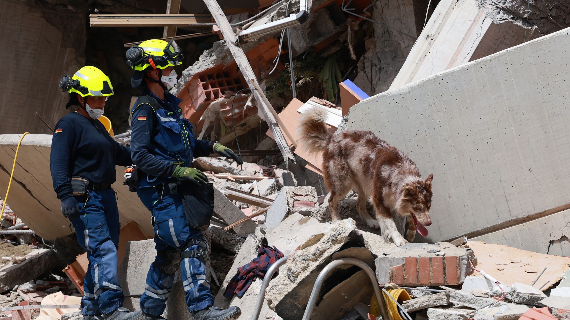 Un perro de uno de los equipos internacionales que trabaja buscando supervivientes en Venezuela
