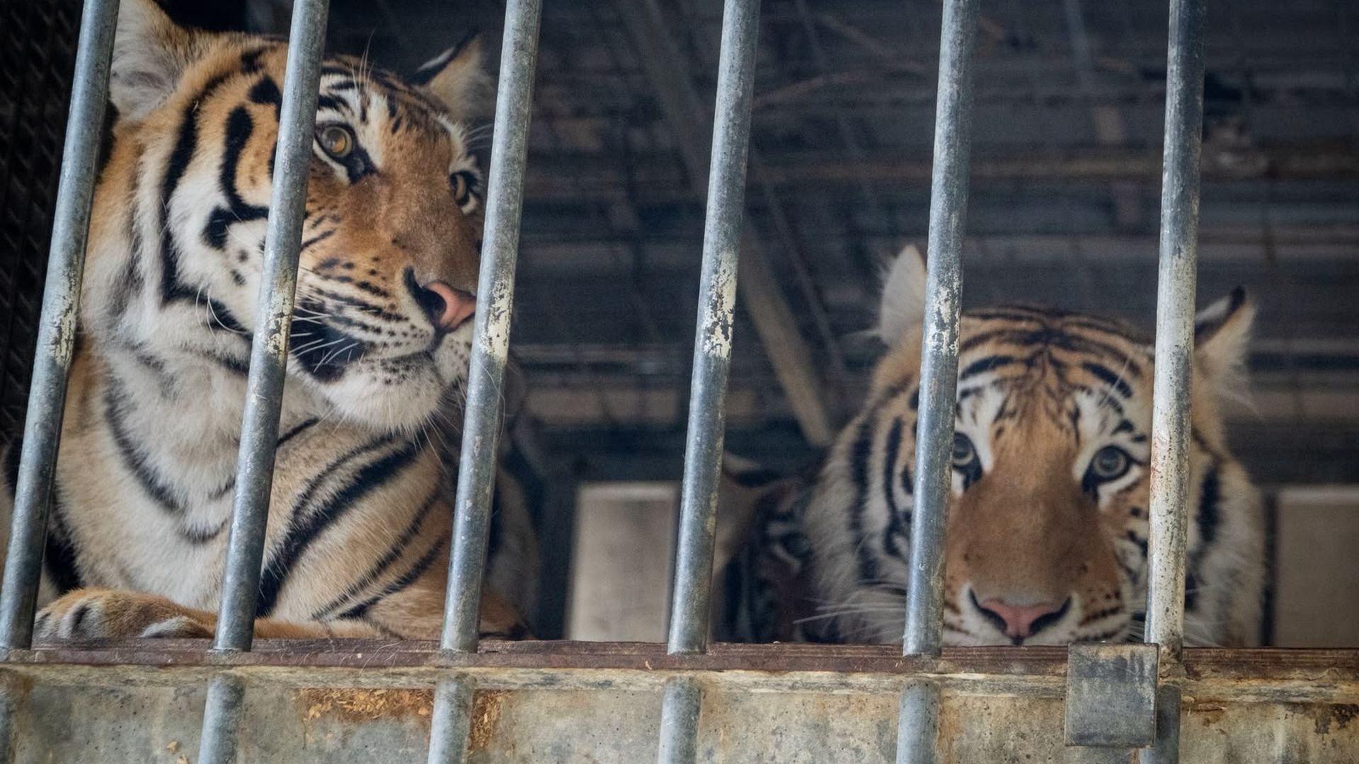 EuropaPress_7636425_tigres EuropaPress_7636425_tigres
