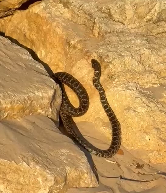 Las dos culebras deslizándose entre las rocas