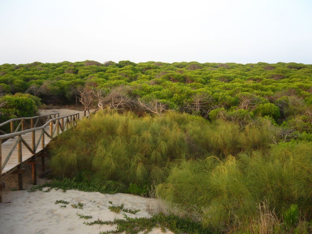 Pinar marítimo en la playa de Punta Candor