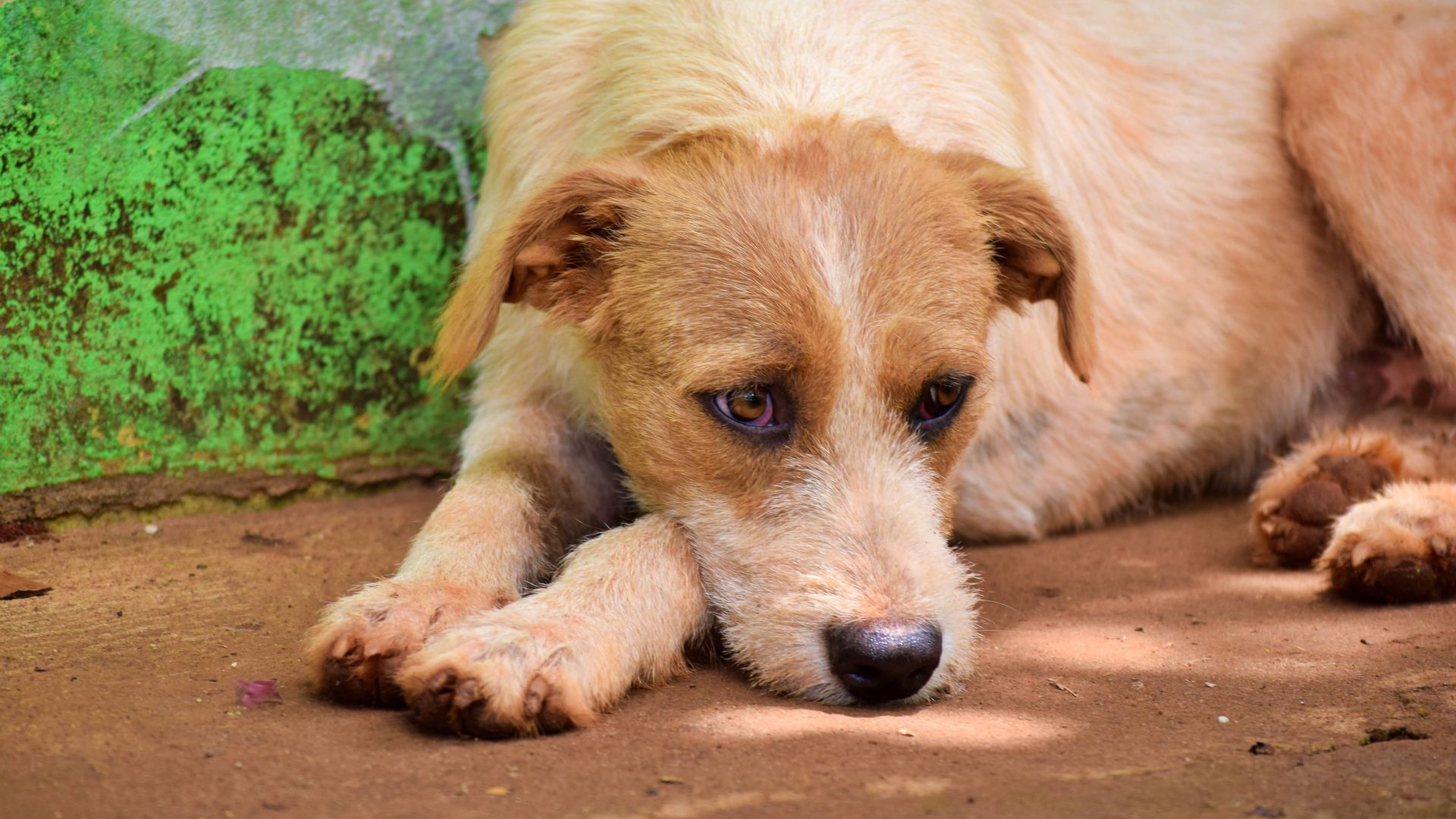 Un perrito triste Un perrito triste