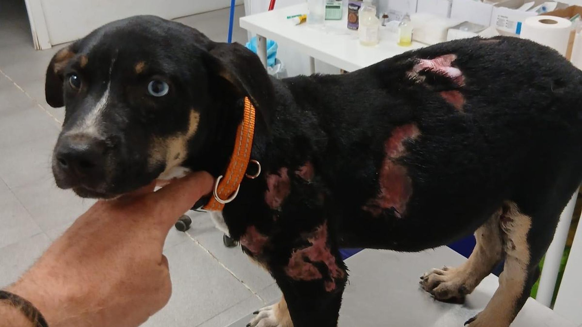 El cachorro herido de menos de un año