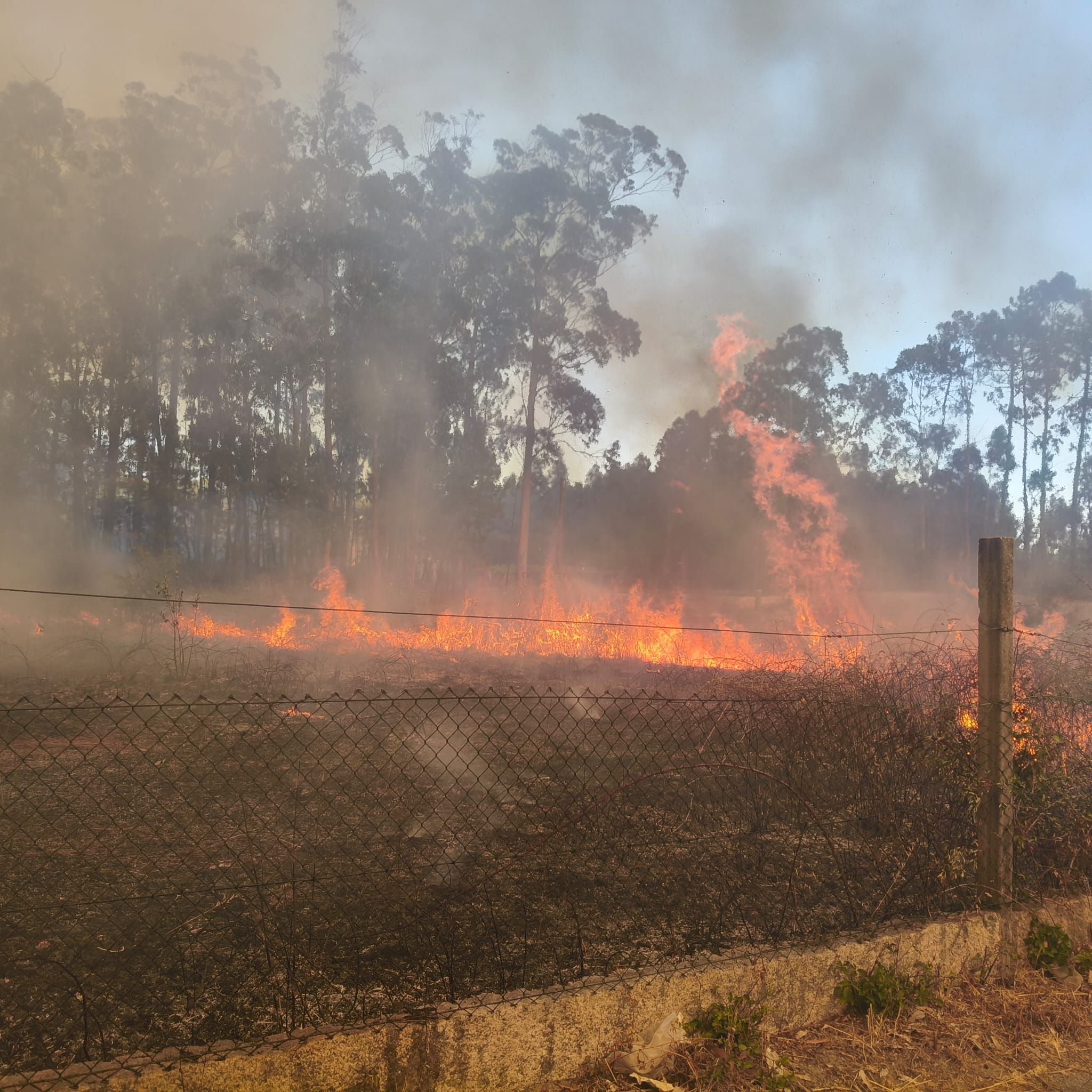 El fuego avanzó con rapidez impulsado por el viento