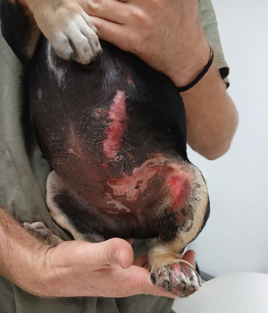 El perro rescatado tiene quemaduras por casi todo el cuerpo