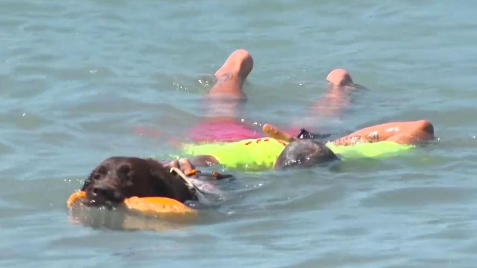 Nancy, la perra labrador socorrista estrella de la playa de Torrox: "Son una embarcación biológica" Nancy, la perra labrador socorrista estrella de la playa de Torrox: "Son una embarcación biológica"