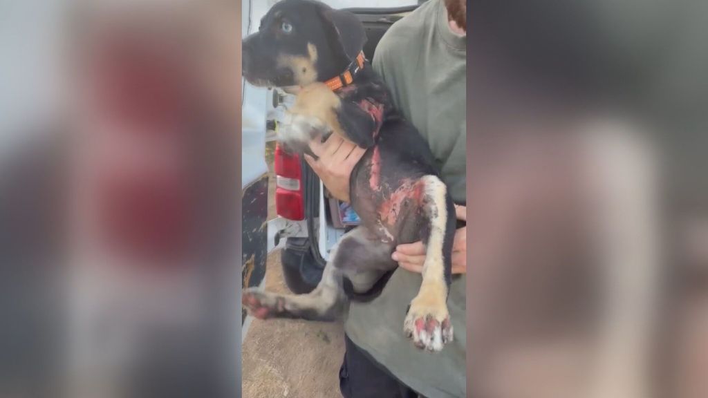 Un perro, con quemaduras tras ser lanzado hoguera en Riudoms (Tarragona)