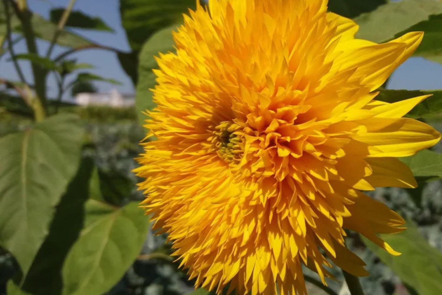 Así es la alcachofa girasol.