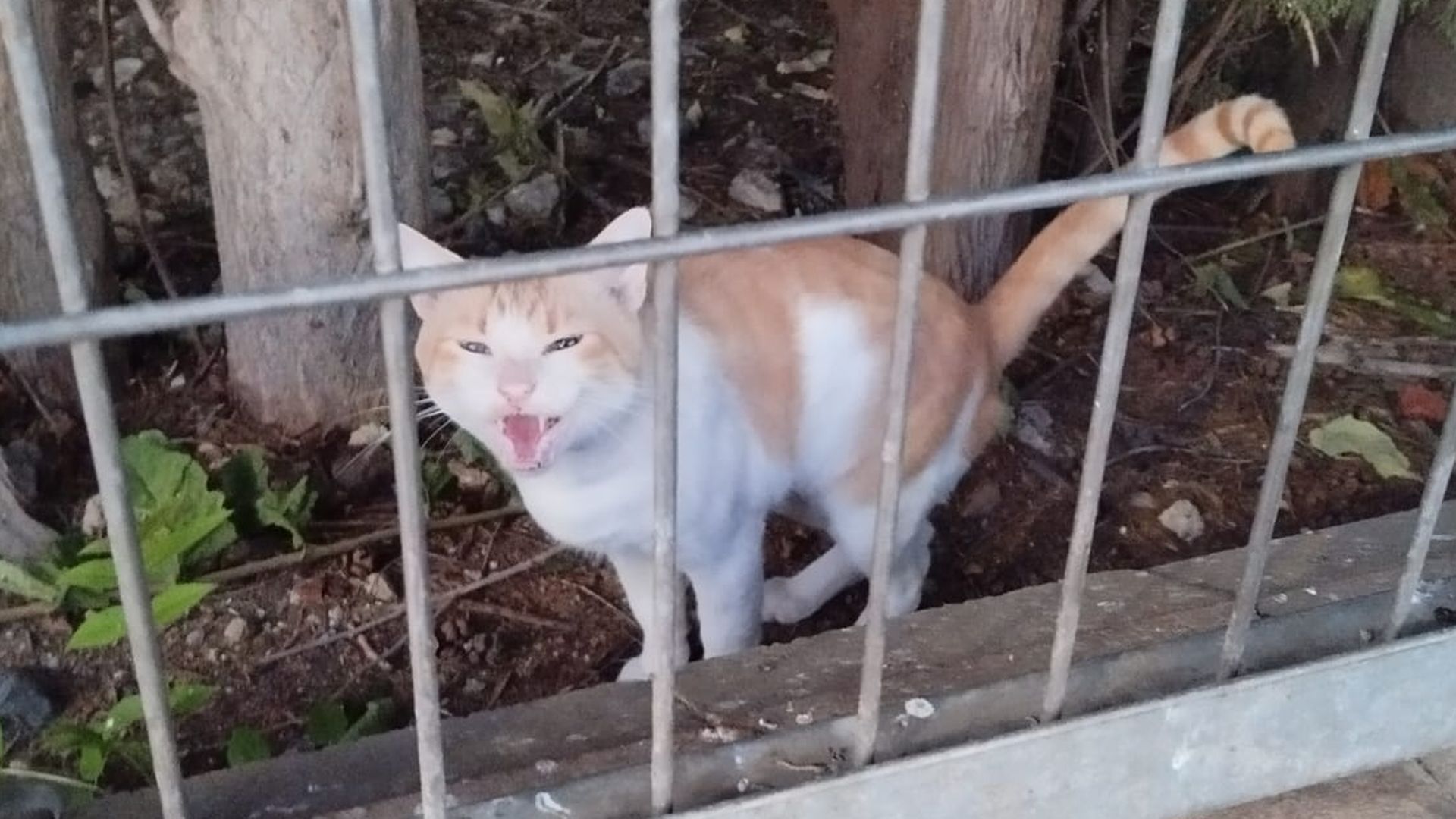 Guerra animalista en Jaén por el "boicot" de un párroco a una colonia felina: “¡Llévese los gatos a su casa!”