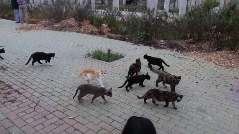 La alimentadora deja la comida a esta colonia felina entre unos setos desde fuera de la iglesia