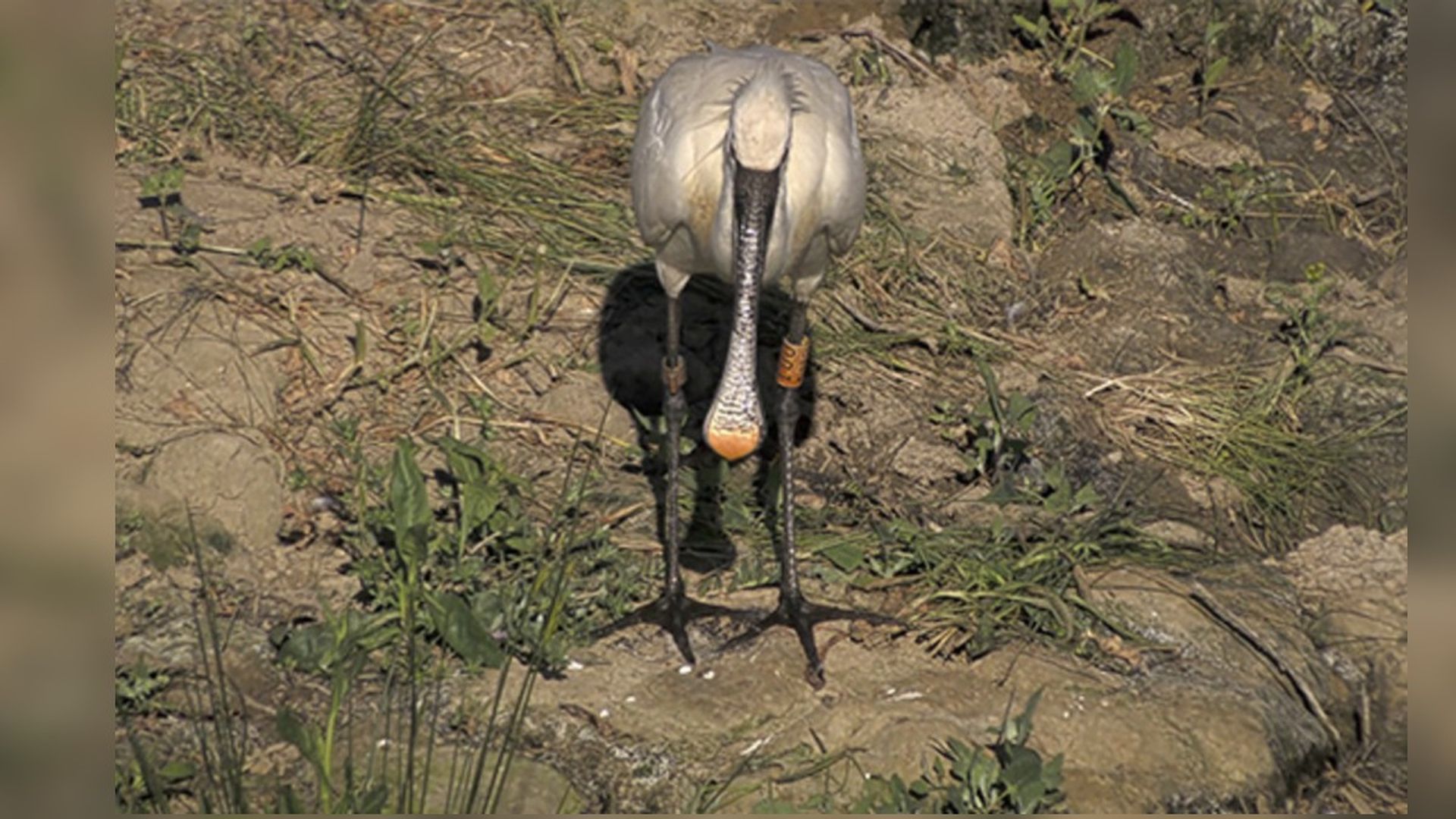 La longeva espátula 1U0, avistada en Urdaibai La longeva espátula 1U0, avistada en Urdaibai