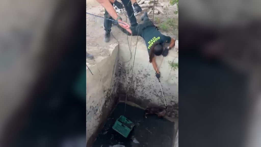 La Guardia Civil rescata un zorro de un pozo de cuatro metros de profundidad en Aspè