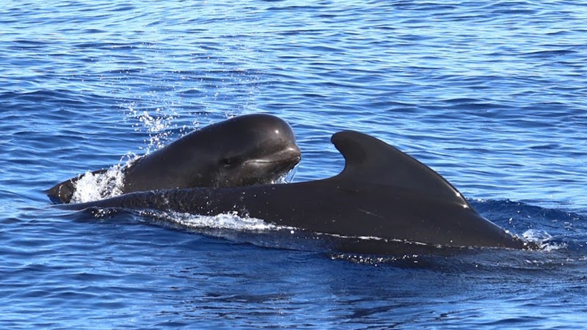 Ballenas