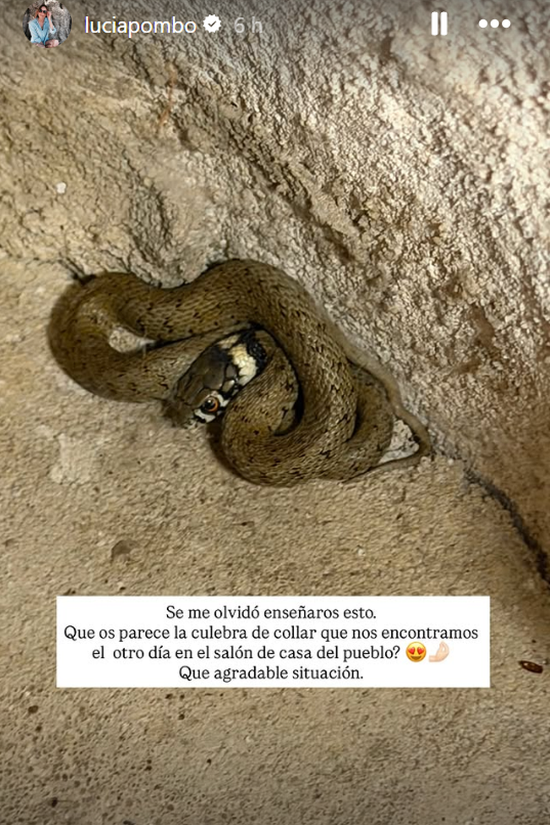 La culebra en casa de Lucía Pombo