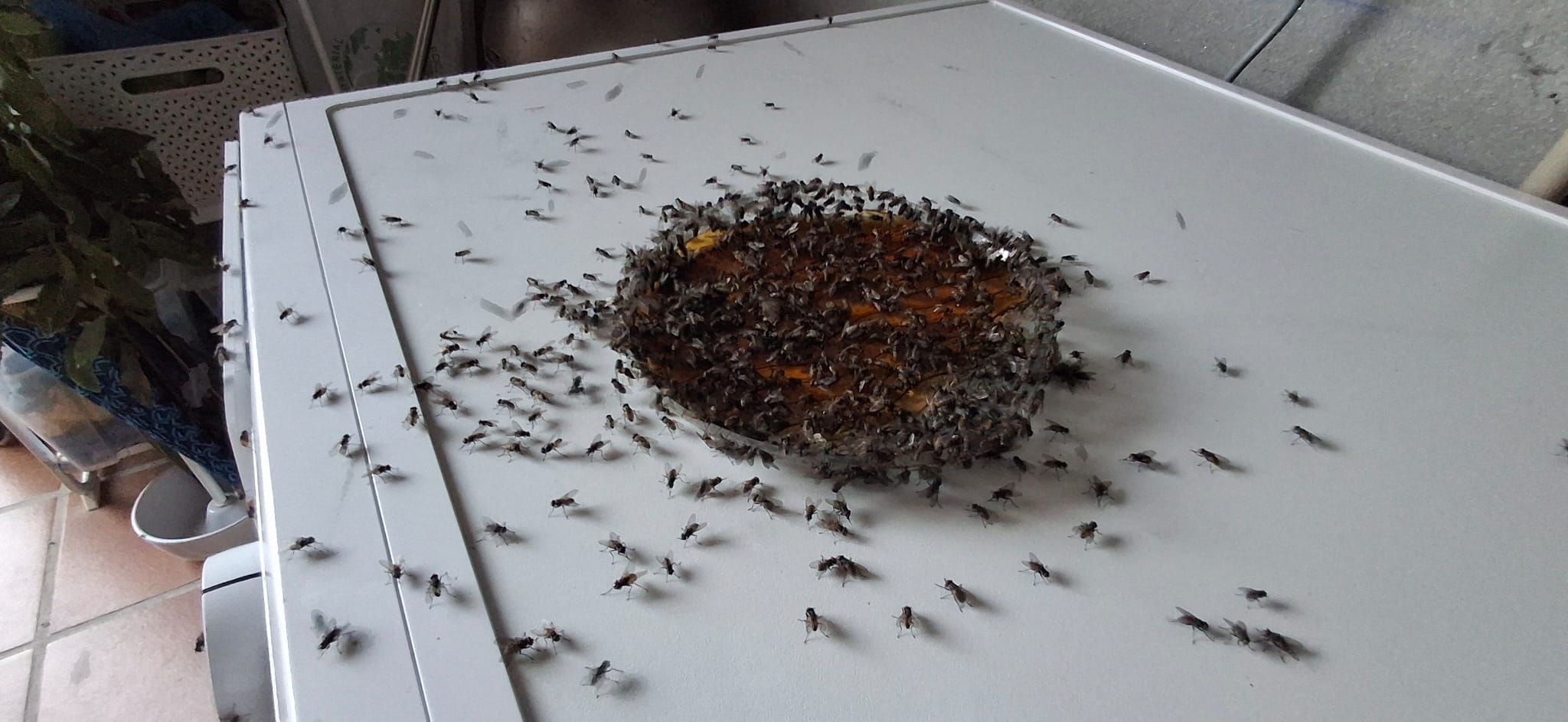 Las moscas invaden un plato de comida en una de las viviendas más afectadas por la plaga