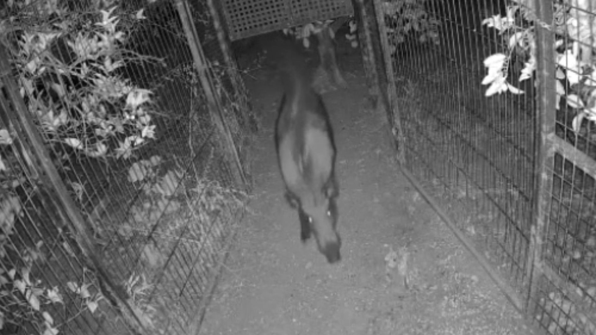 Oliva captura 27 jabalíes en una noche gracias a las jaulas que han instalado en la localidad Oliva captura 27 jabalíes en una noche gracias a las jaulas que han instalado en la localidad