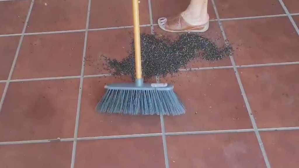Una aldea de Caldas, Pontevedra, dice basta a una granja avícola por la plaga de moscas que genera