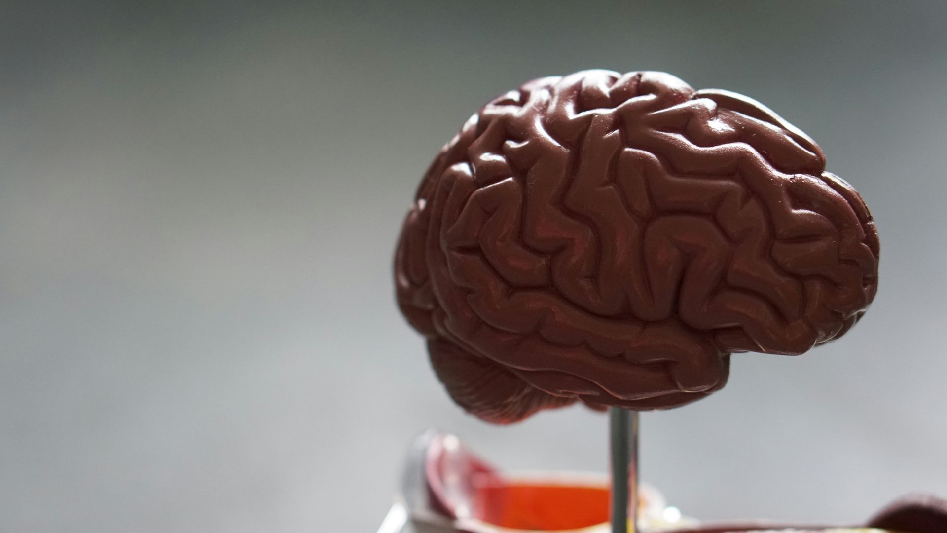 cerebro memoria unsplash cerebro memoria unsplash