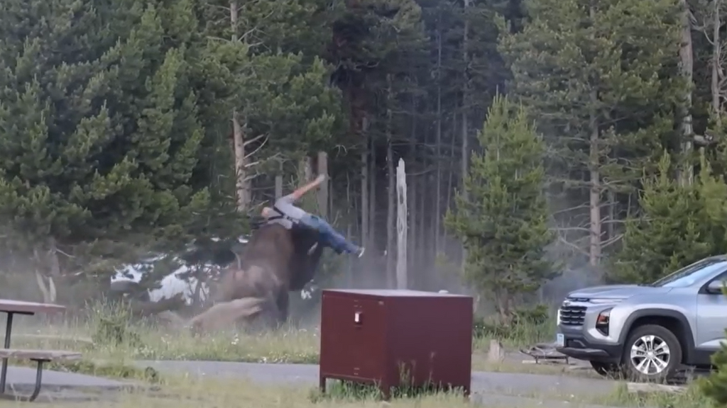 Un bisonte embiste a un turista en el parque de Yellowstone, EEUU: fue lanzado por los aires a más de dos metros de altura
