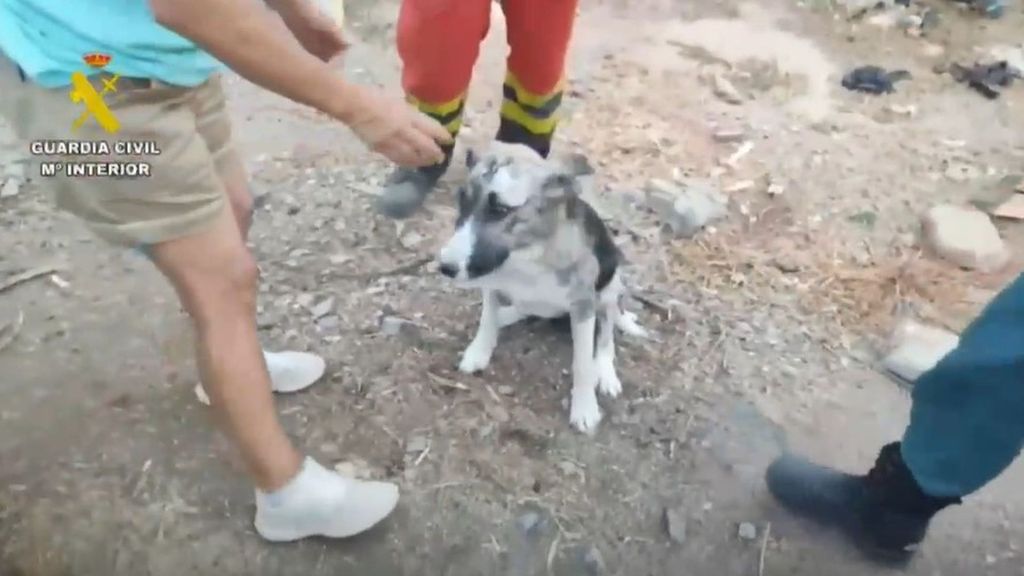 El emocionante rescate de las mascotas atrapadas en el incendio de Los Gallardos, Almería: buscan a más animales desaparecidos