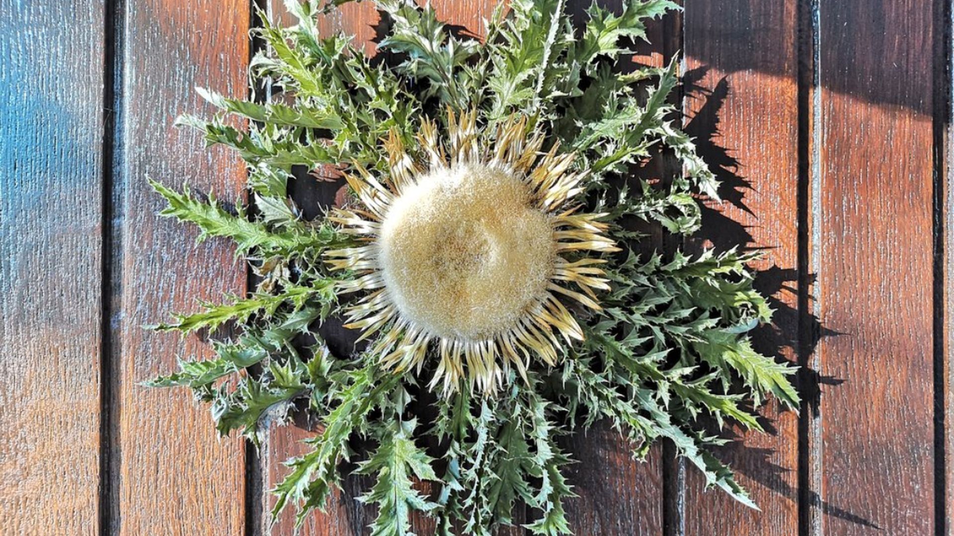 Es un cardo que crece en estado salvaje en los montes de nuestro entorno. Pero ojo, no es un cardo silvestre cualquiera. Es un cardo que crece en estado salvaje en los montes de nuestro entorno. Pero ojo, no es un cardo silvestre cualquiera.