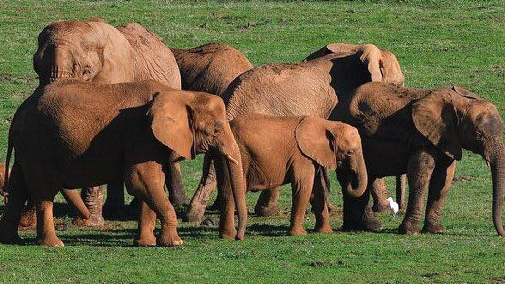 Fallece una elefanta tras una lucha entre ejemplares en el Parque de Cabárceno