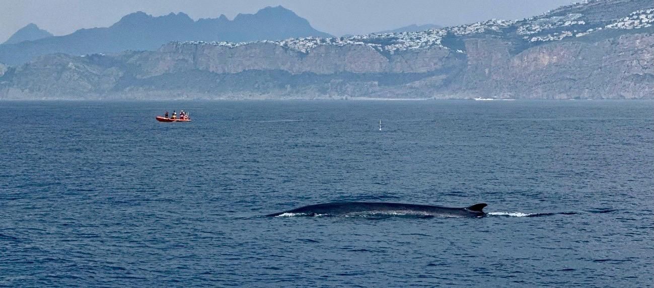 Rorcual avistado frente a Denia