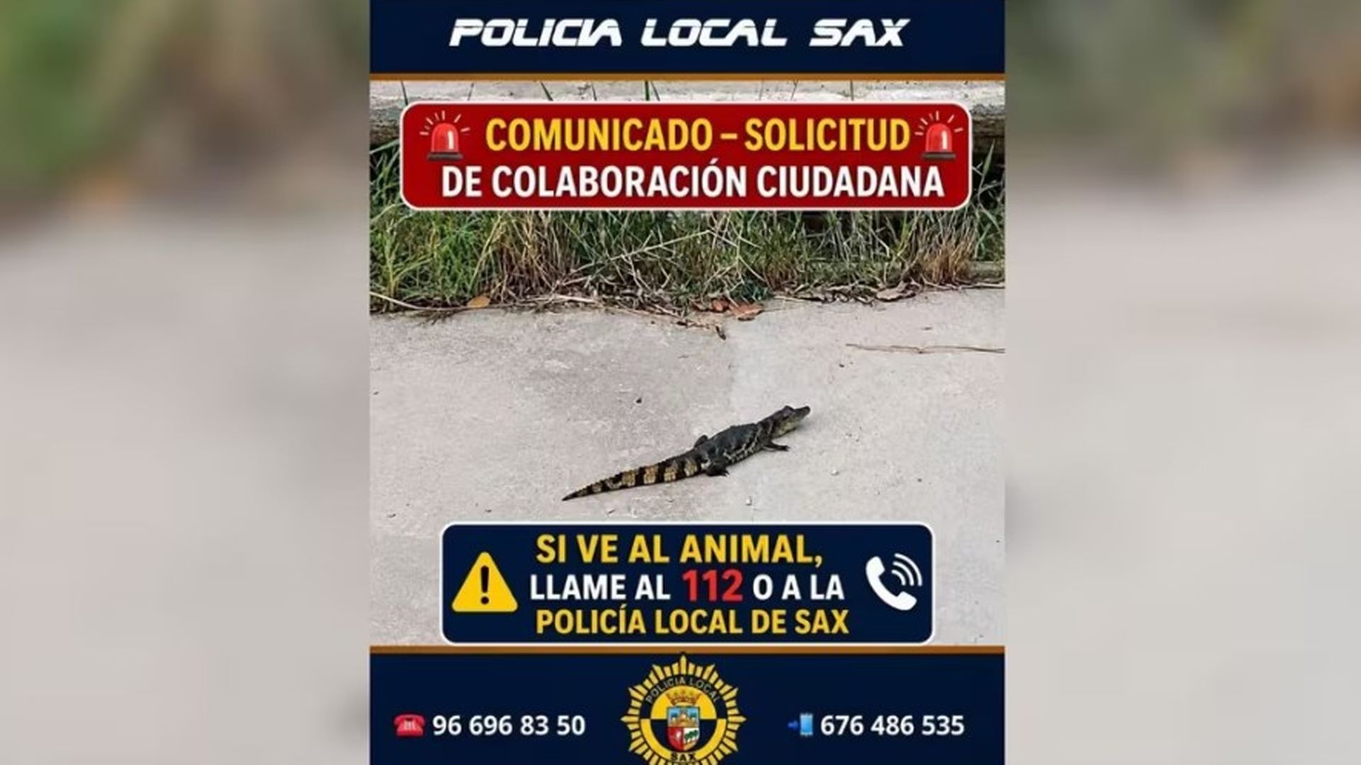 Alertan de la presencia de un "pequeño" caimán en la ladera del río Vinalopó en Sax Alertan de la presencia de un "pequeño" caimán en la ladera del río Vinalopó en Sax