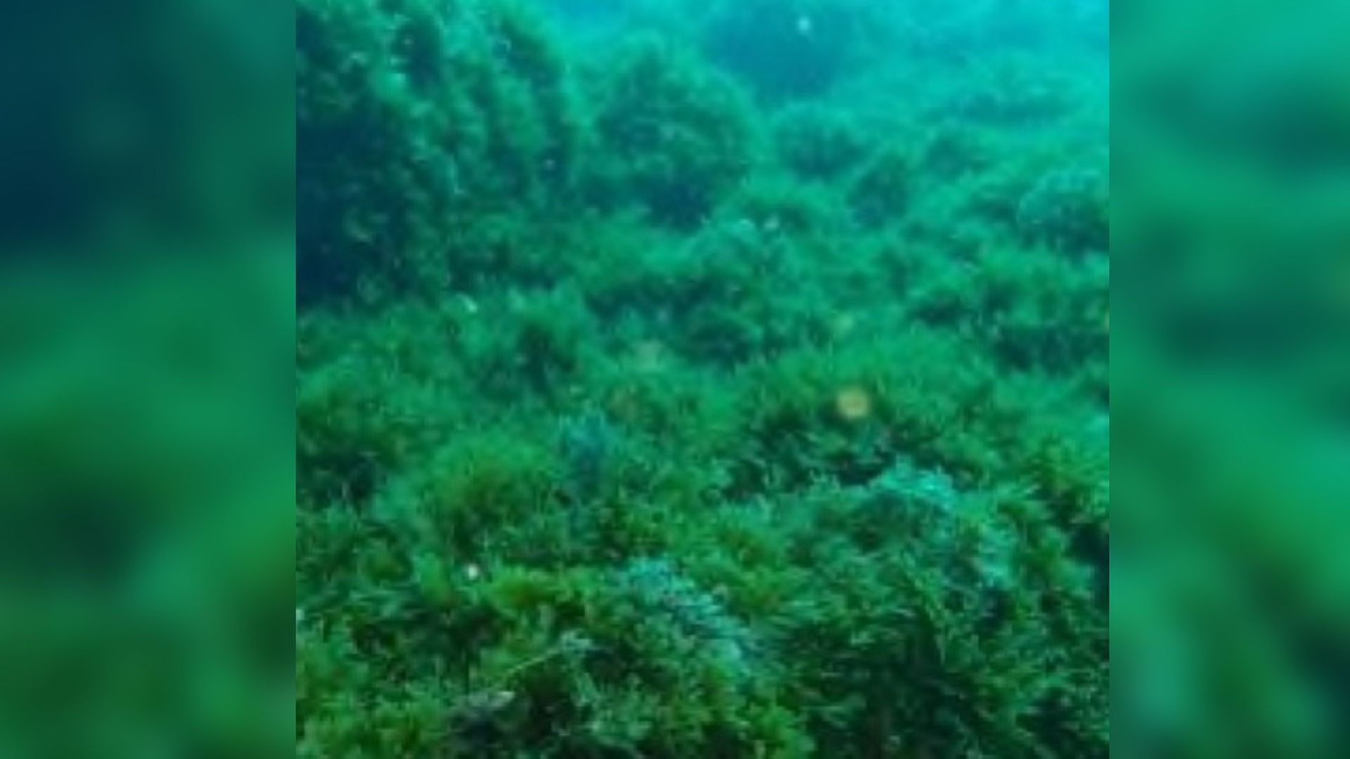 Este alga ya tapiza los suelos marinos del Mediterráneo y amenaza los del Cantábrico Este alga ya tapiza los suelos marinos del Mediterráneo y amenaza los del Cantábrico