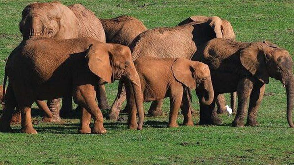 Muere Zambi, una elefanta de unos 50 años, tras una lucha entre ejemplares en el Parque de Cabárceno, Cantabria