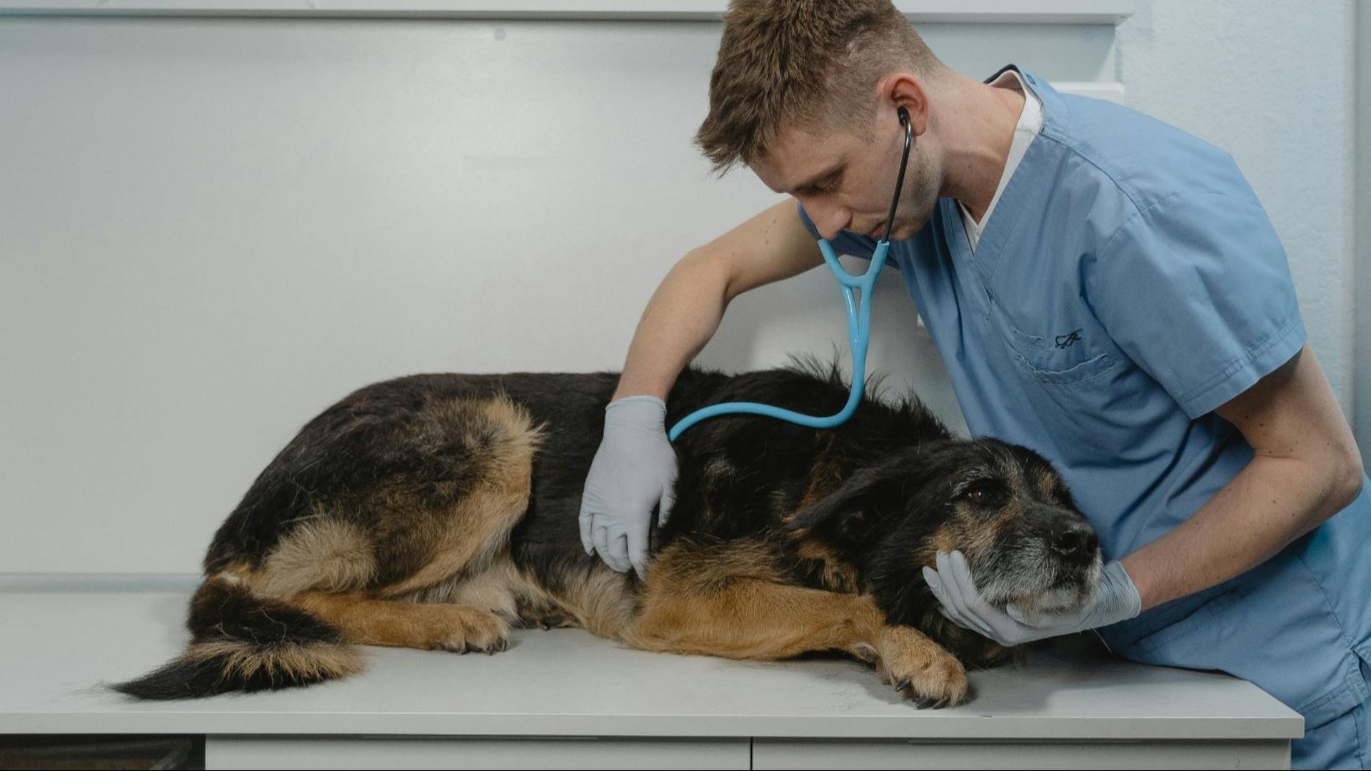 Perro en el veterinario Perro en el veterinario