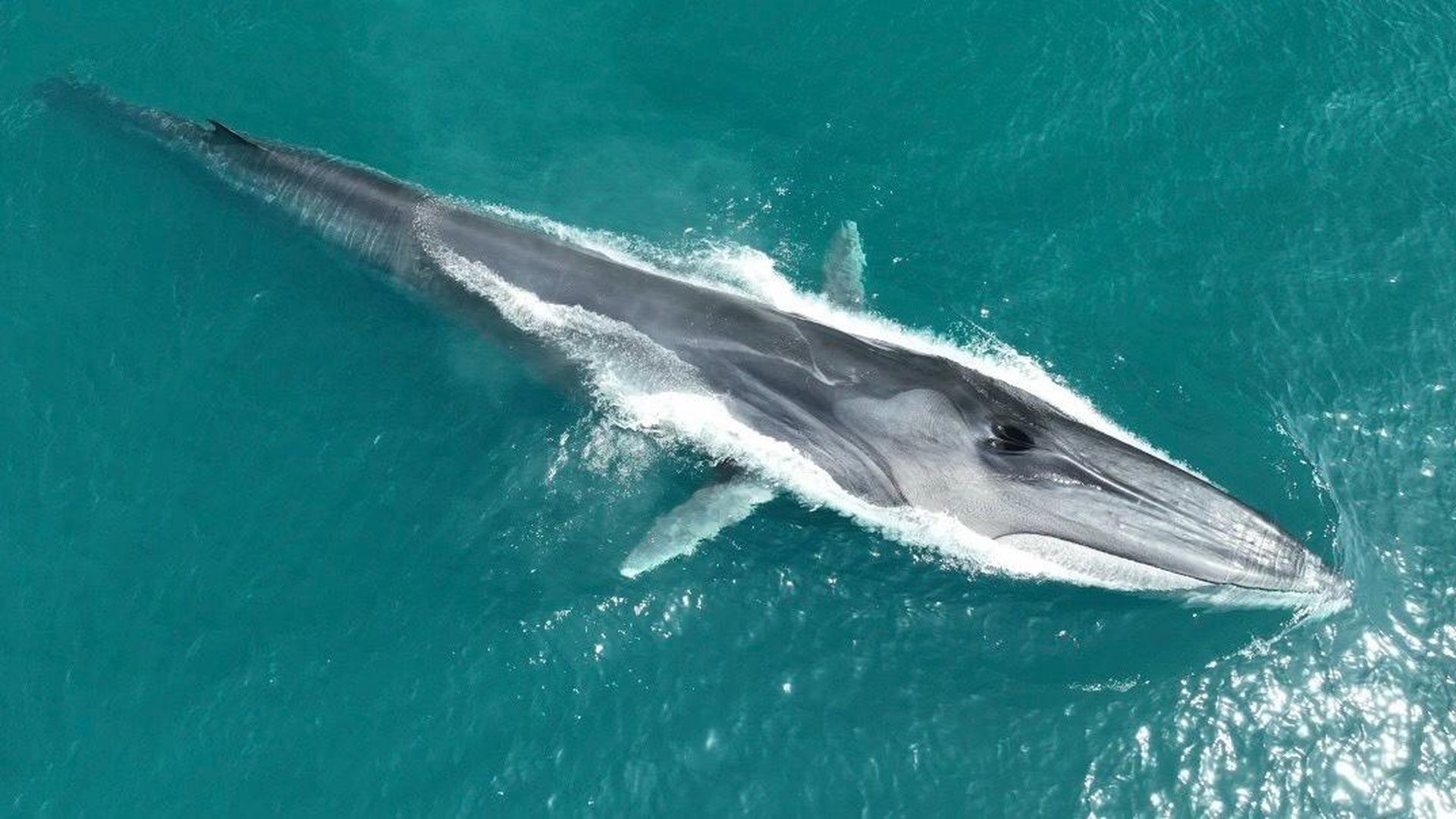 Rorcual visto desde un dron Rorcual visto desde un dron