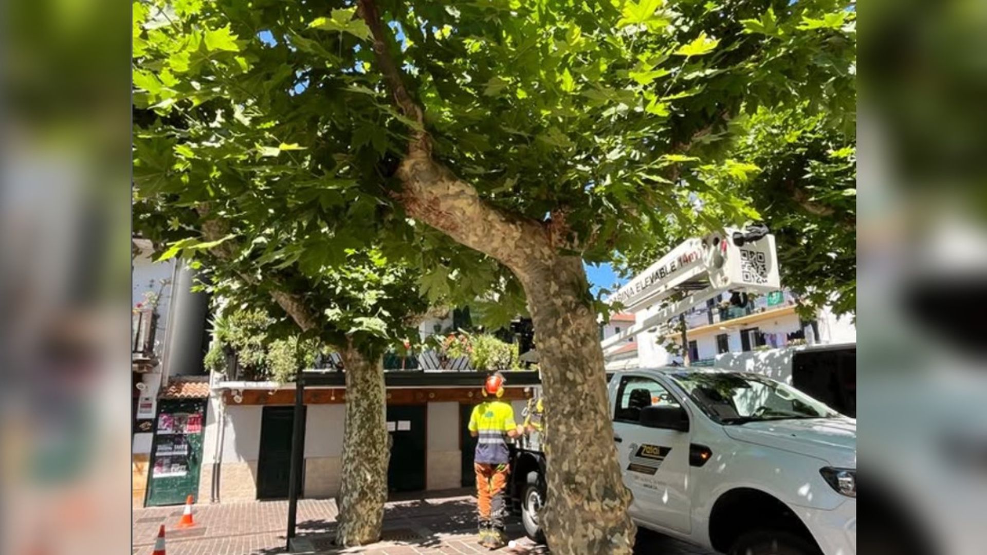 Operarios municipales realizando una poda técnica de los árboles de la calle San Pedro Operarios municipales realizando una poda técnica de los árboles de la calle San Pedro