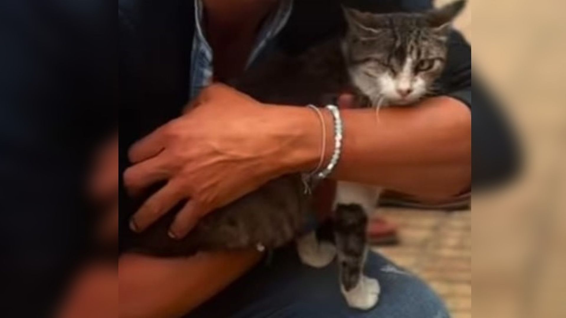 La gata Paz La gata Paz