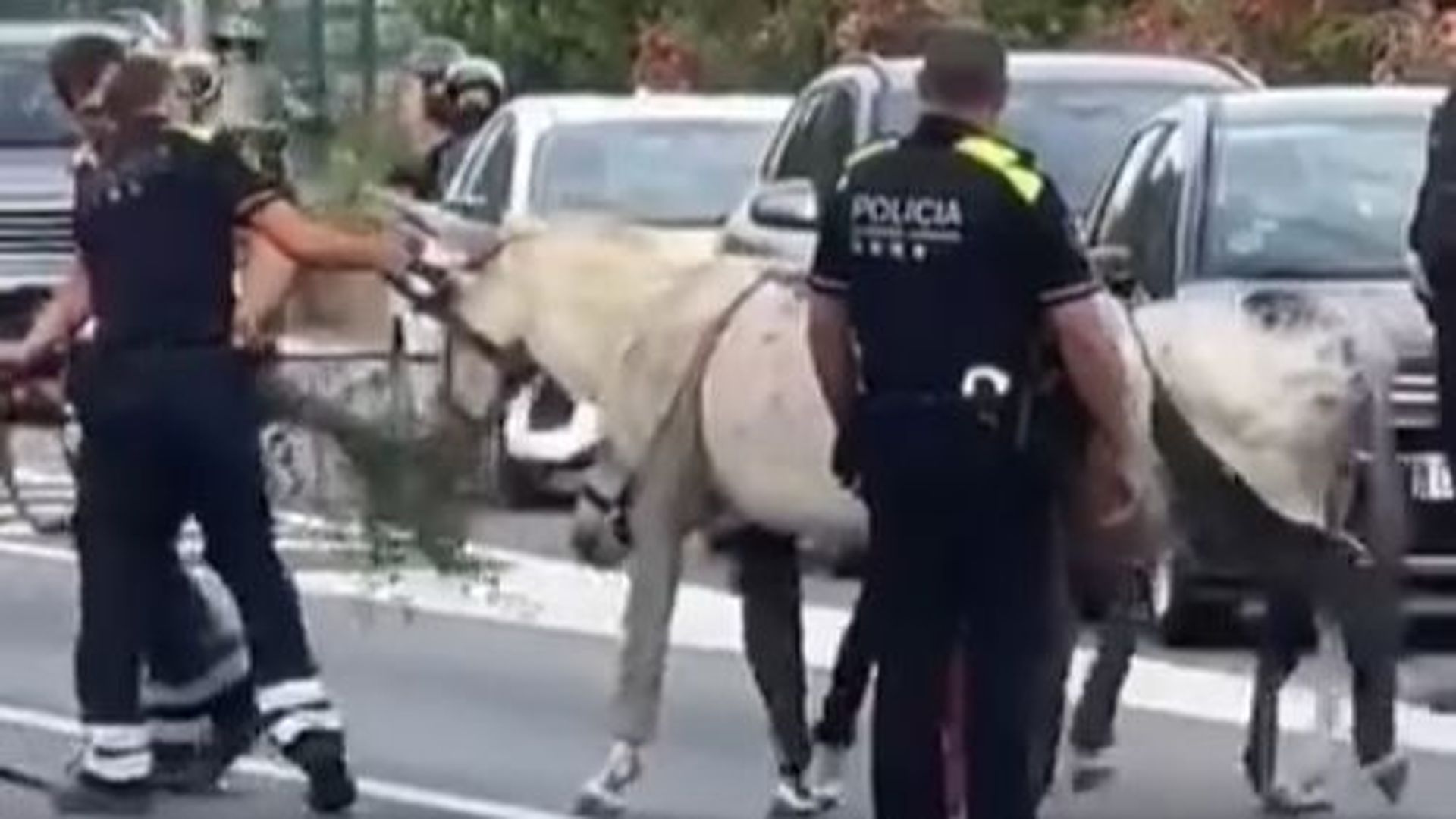 La Guardia Urbana retira dos burros de la ronda de Dalt de Barcelona La Guardia Urbana retira dos burros de la ronda de Dalt de Barcelona