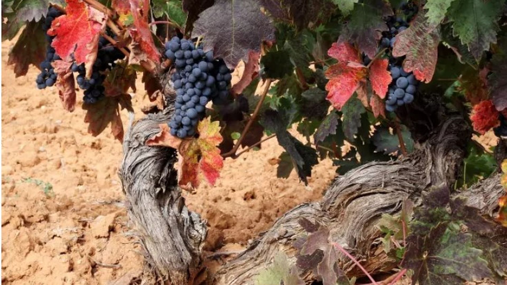 Viñedos de la familia Figuero, en La Horra