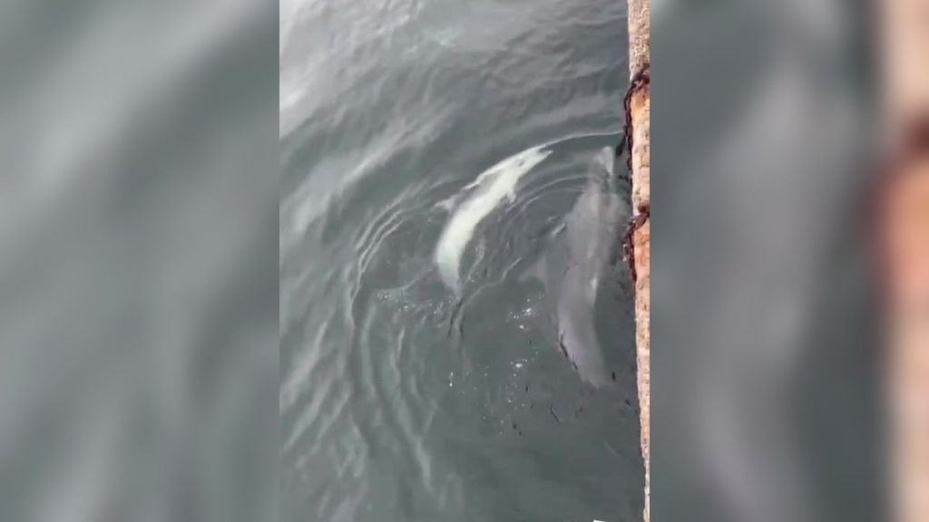 "'Inspección sorpresa" en el Puerto de Vigo: tres delfines visitan y supervisan el muelle
