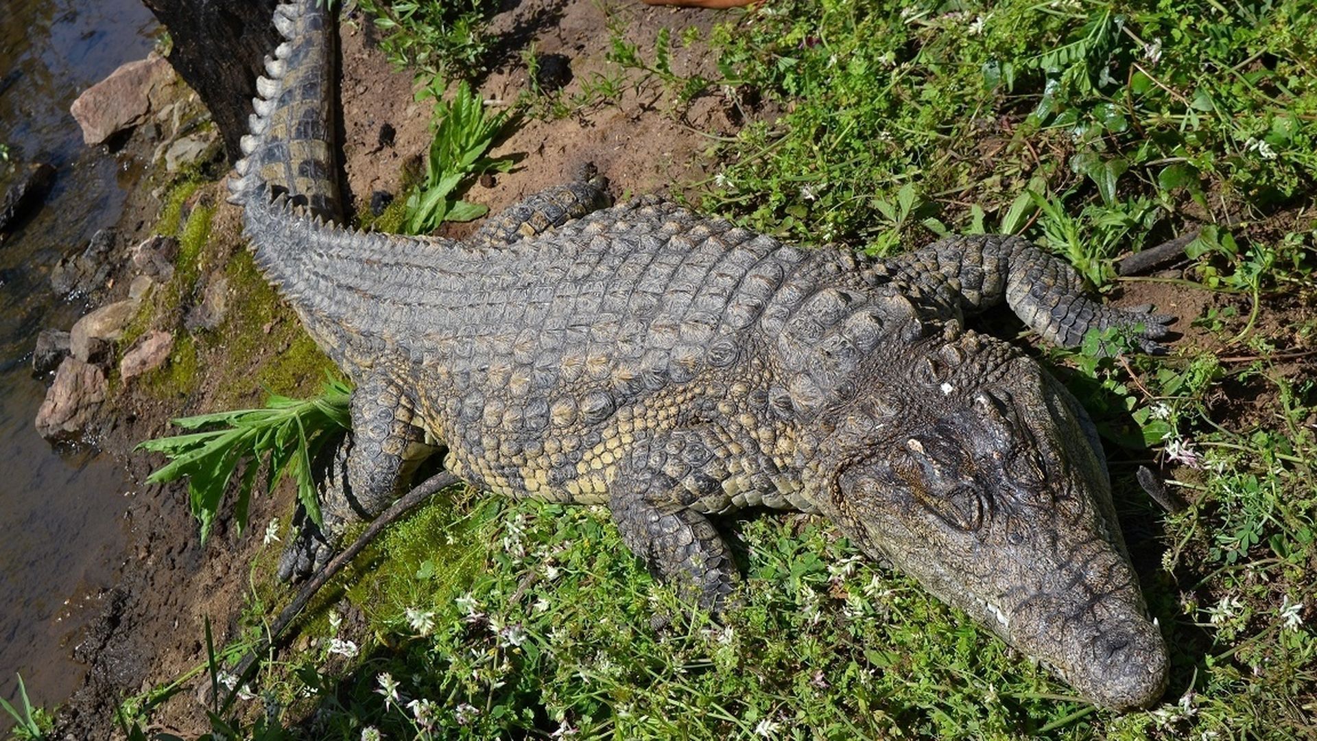 Un cocodrilo Un cocodrilo