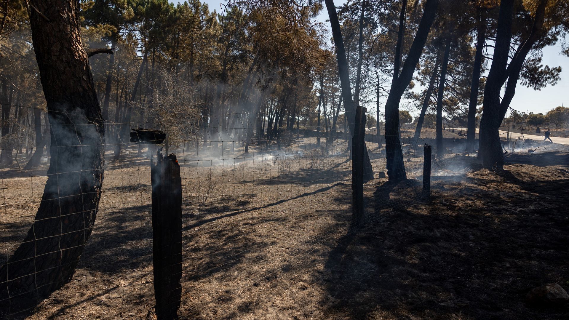 Vista de la zona quemada por incendio forestal declarado en Lozoyuela Vista de la zona quemada por incendio forestal declarado en Lozoyuela