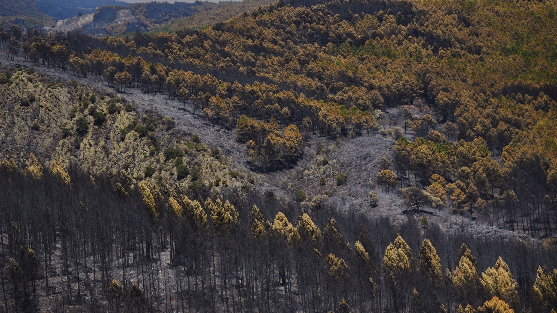 Superficie forestal quemada Superficie forestal quemada