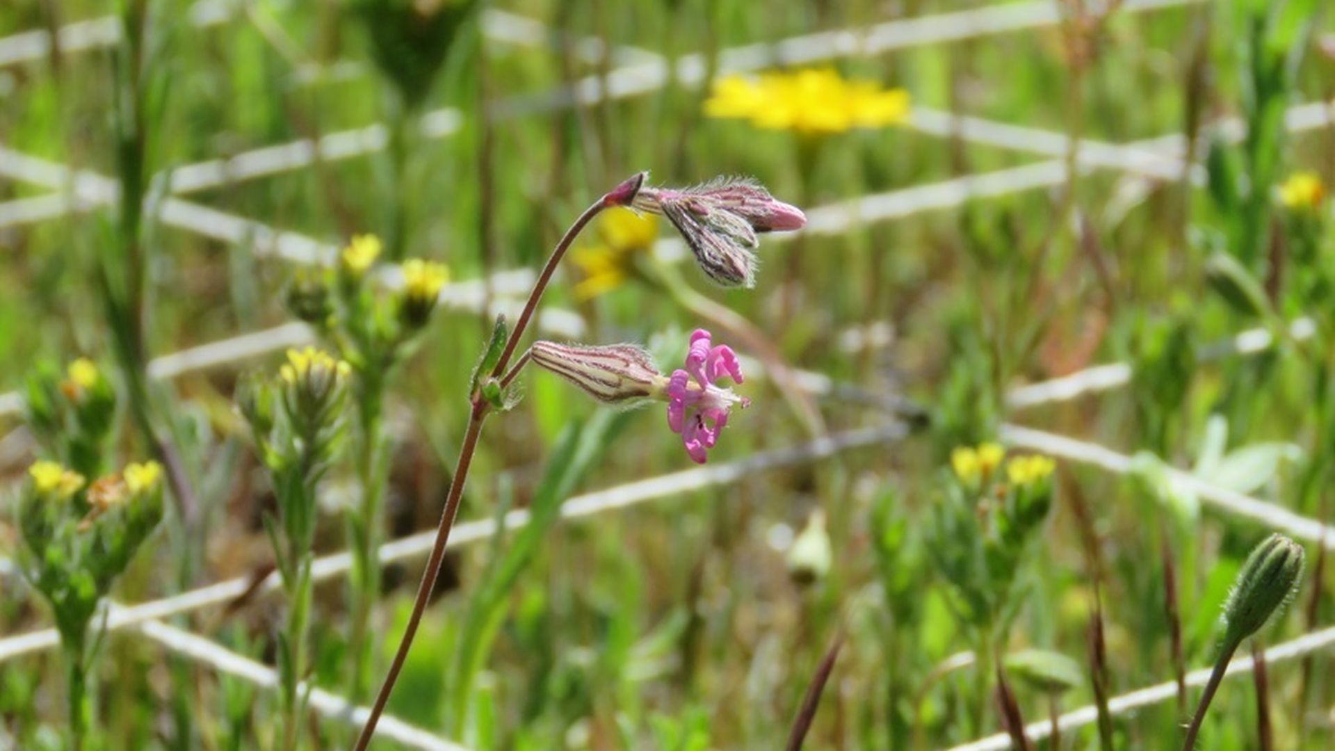Científicos demuestran que es posible que decenas de plantas convivan en un solo palmo de tierra Científicos demuestran que es posible que decenas de plantas convivan en un solo palmo de tierra