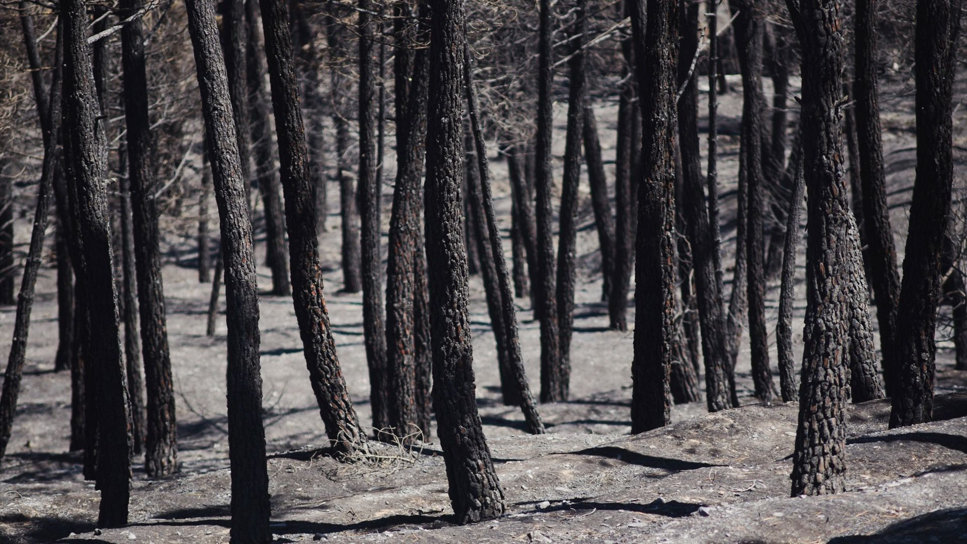 El incendio de Guadalajara no da tregua: las llamas ya han arrasado 26.000 hectáreas y ha desplazado a 1.200 personas El incendio de Guadalajara no da tregua: las llamas ya han arrasado 26.000 hectáreas y ha desplazado a 1.200 personas