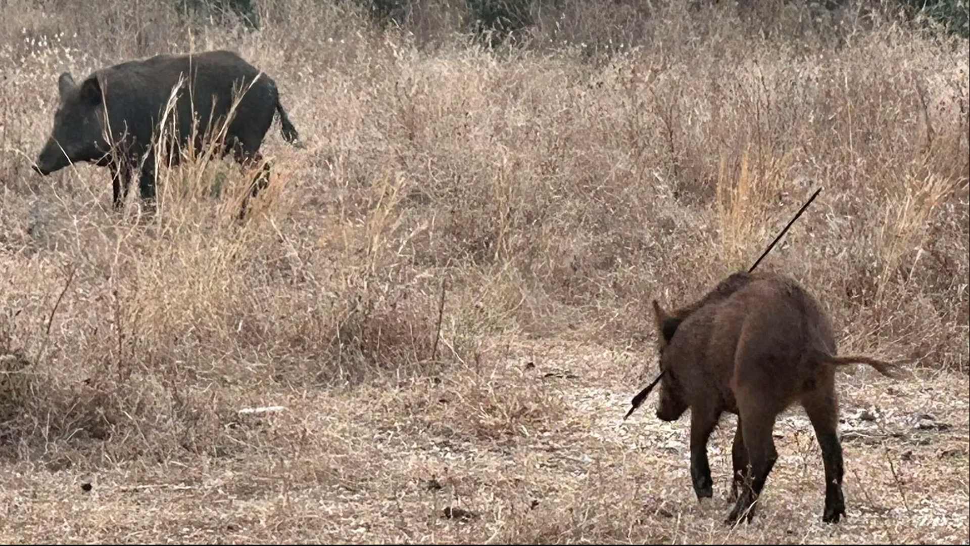 Un jabalí paseando con una flecha atravesada en su cuerpo impacta a los vecinos de Mijas Costa, Málaga Un jabalí paseando con una flecha atravesada en su cuerpo impacta a los vecinos de Mijas Costa, Málaga