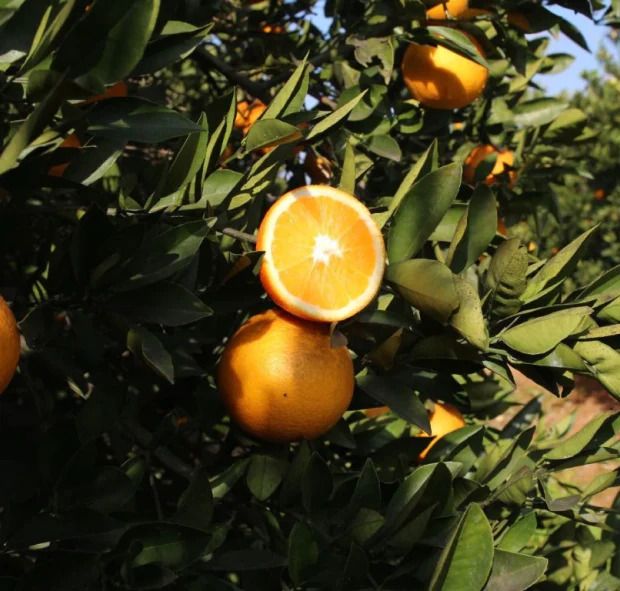Sus naranjas son famosas en todo Valencia