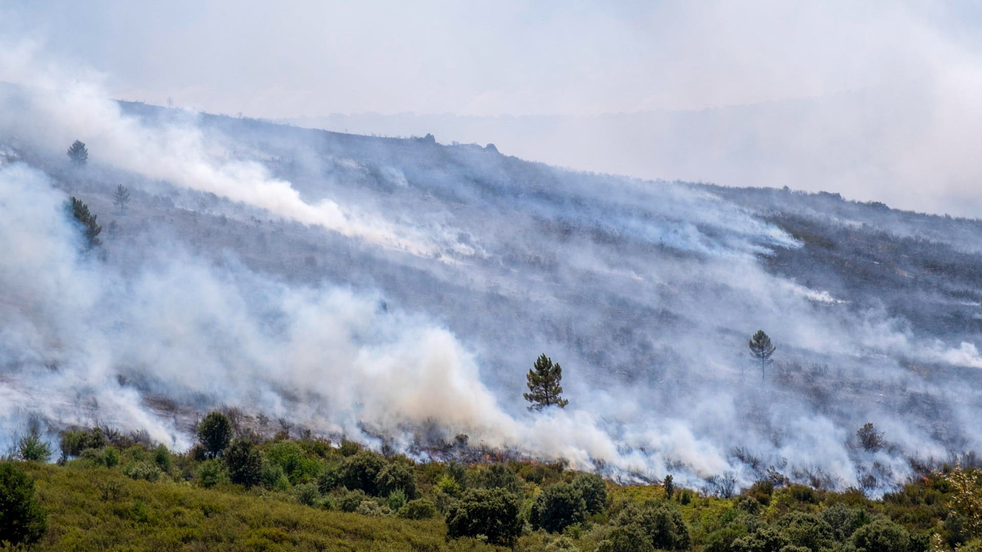 El dispositivo de extinción empieza a frenar del incendio de Guadalajara El dispositivo de extinción empieza a frenar del incendio de Guadalajara