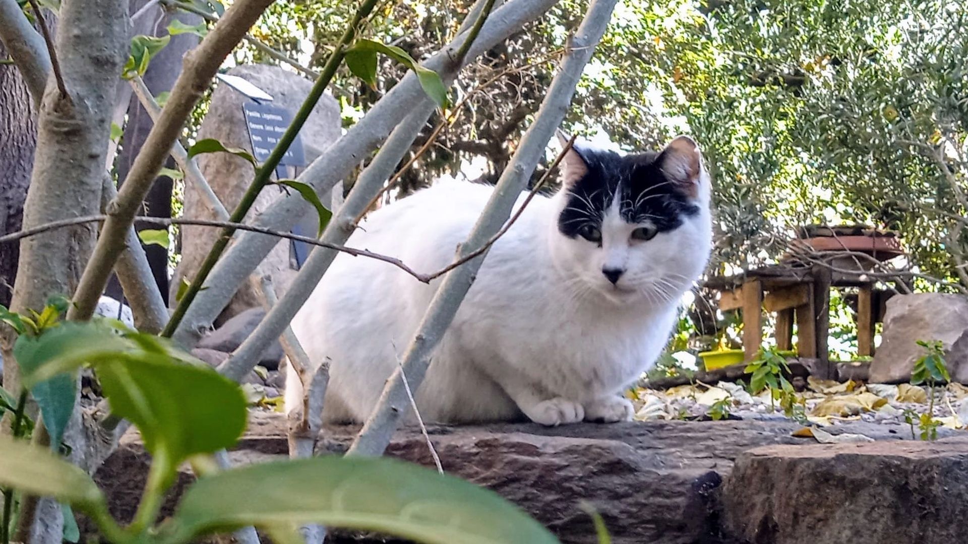 Batman, uno de los gatos de la colonia felina de los jardines