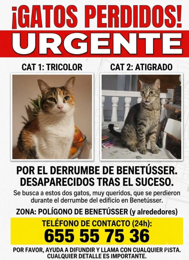 Cartel gatos desaparecidos en el derrumbe de Benetússer