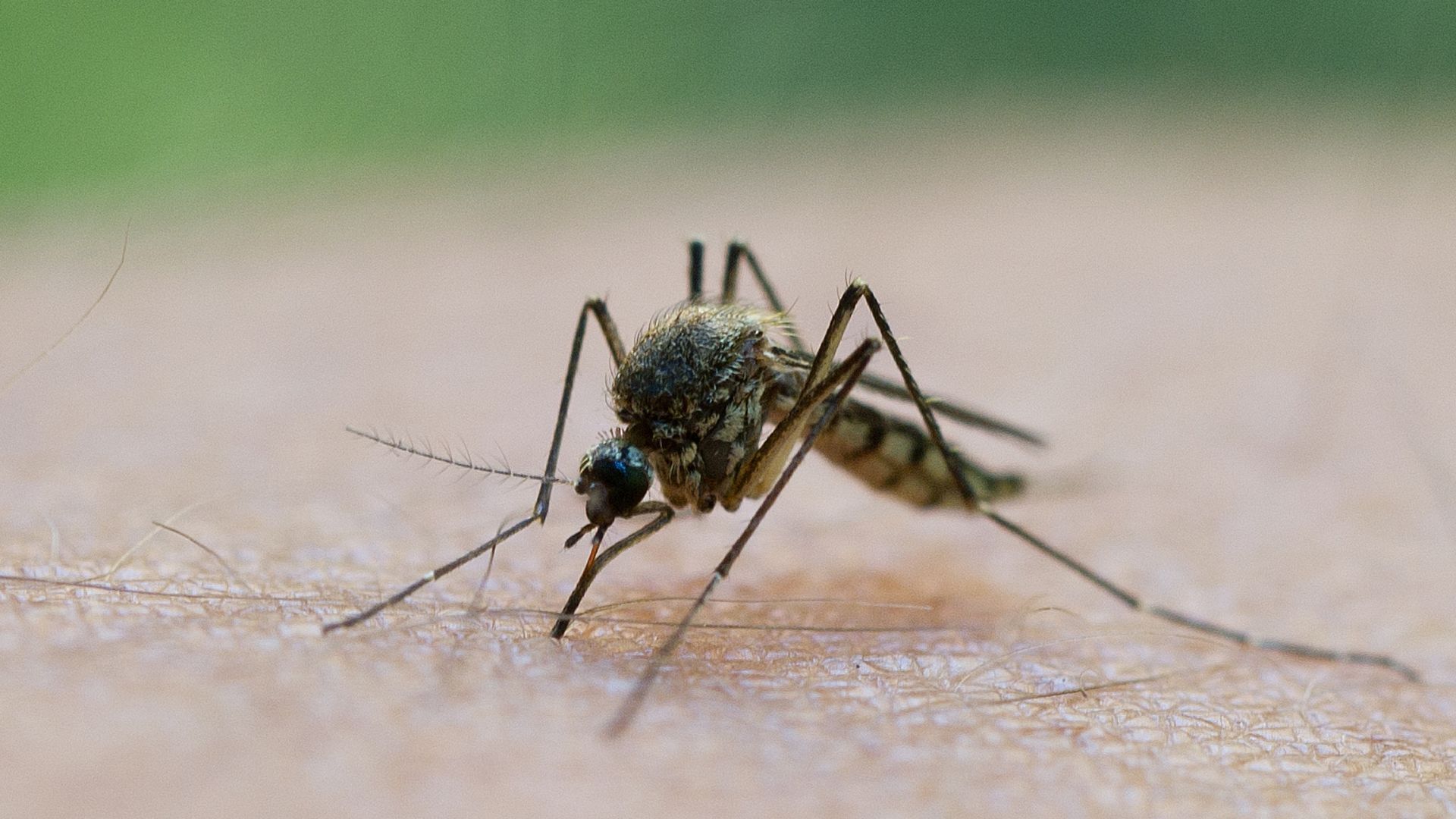 Confirman el segundo caso de virus del Nilo en humanos en Sevilla tras experimentar síntomas un vecino de Villamanrique de la Condesa Confirman el segundo caso de virus del Nilo en humanos en Sevilla tras experimentar síntomas un vecino de Villamanrique de la Condesa